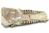 Fossil Oreodont (Merycoidodon) Partial Mandible - South Dakota #316626-2